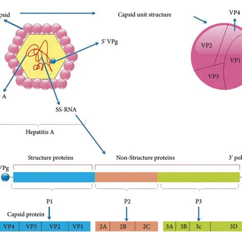 Hepatitis A: Viral Structure, Classification, Life Cycle, Clinical .